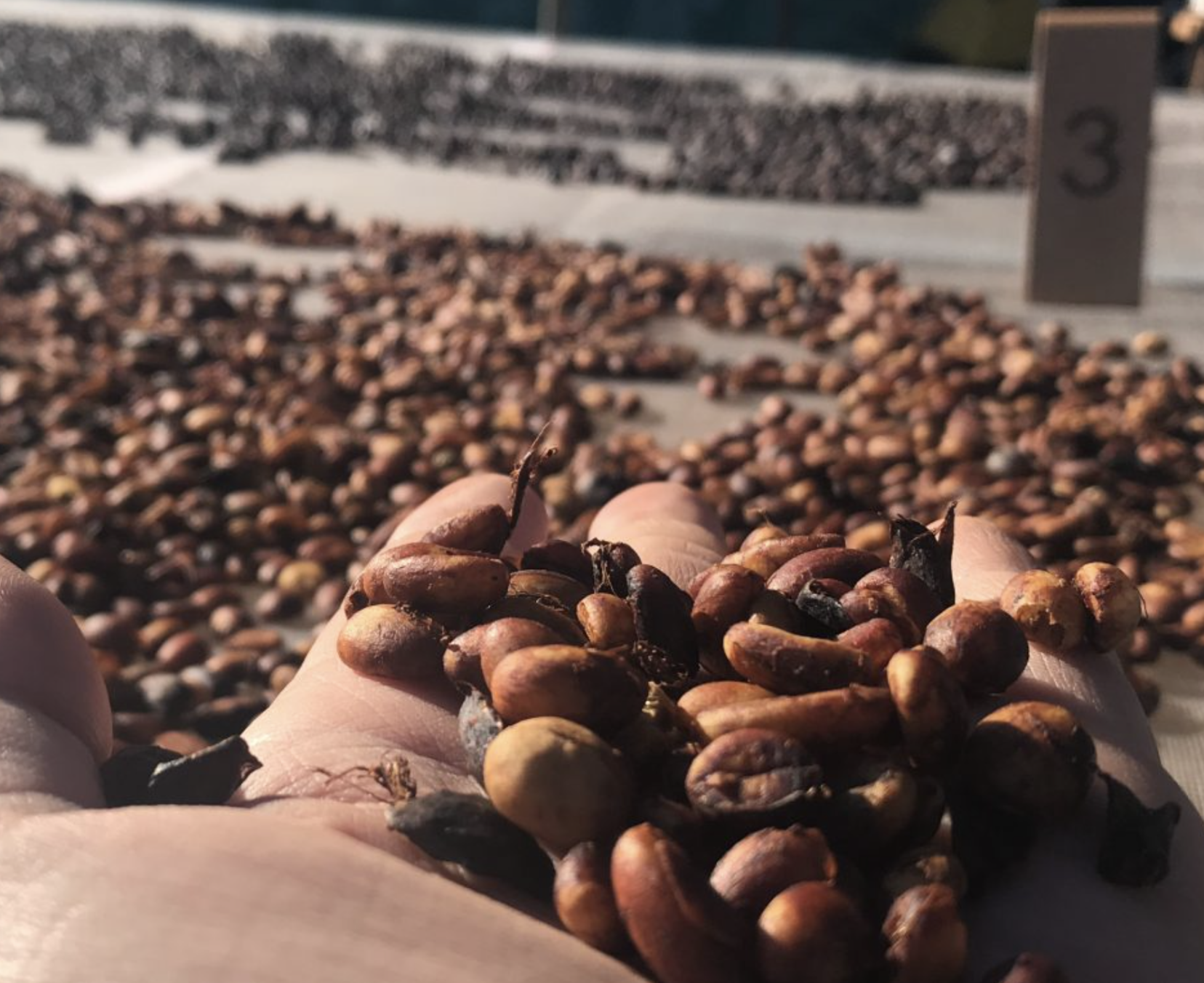Vietnamese Coffee Plantation
