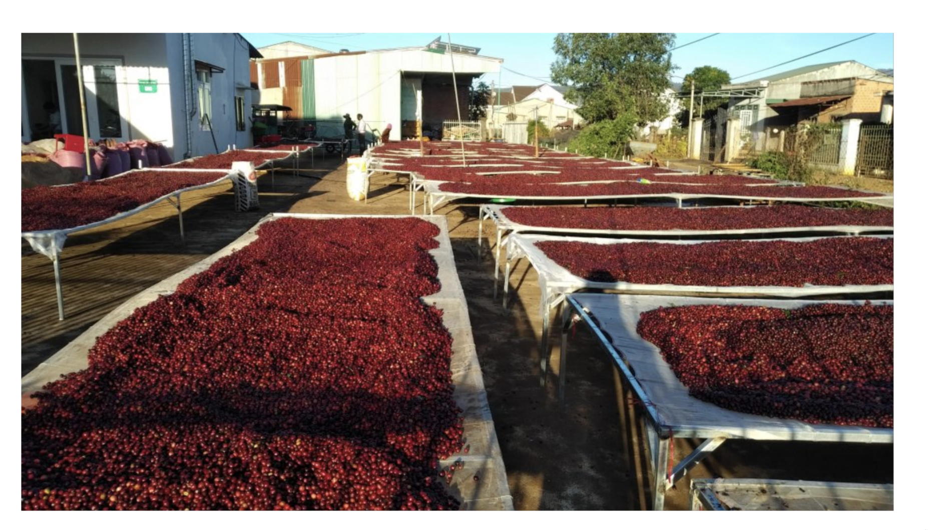 Vietnamese coffee farmer harvesting beans